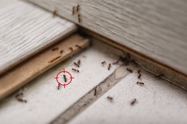 Best Affordable Exterminators  in Derby, CT