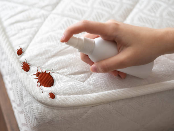 Best Emergency Pest Control  in Derby, CT