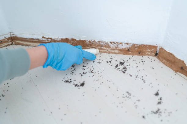 Flea Control Services in Derby, CT